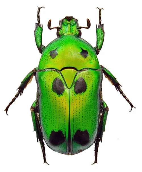 500 Assorted Unmounted Beetles & Insects | Wholesale Specimen Lot