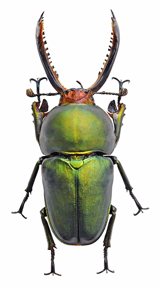500 Assorted Unmounted Beetles & Insects | Wholesale Specimen Lot