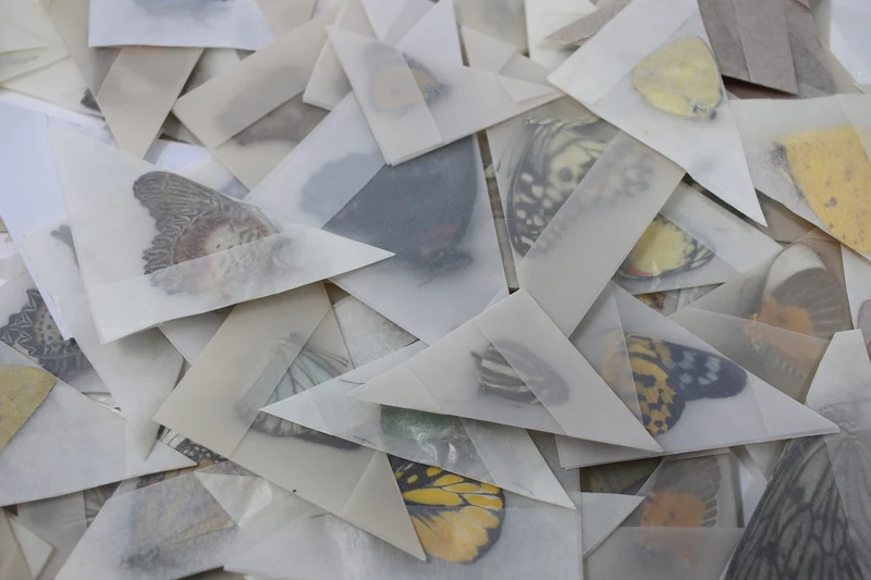 SPECIAL OFFER 150 Mixed Various Assorted Thai Butterflies A1 Unmounted Specimens 2025