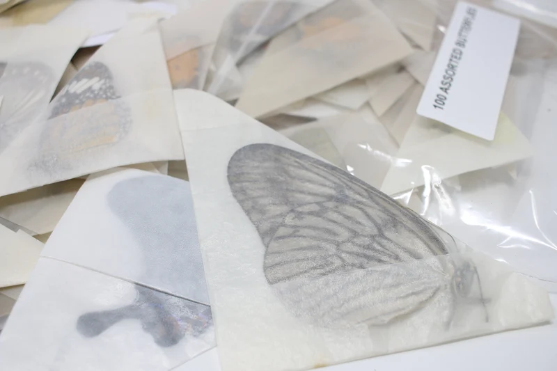 SPECIAL OFFER 150 Mixed Various Assorted Thai Butterflies A1 Unmounted Specimens 2025