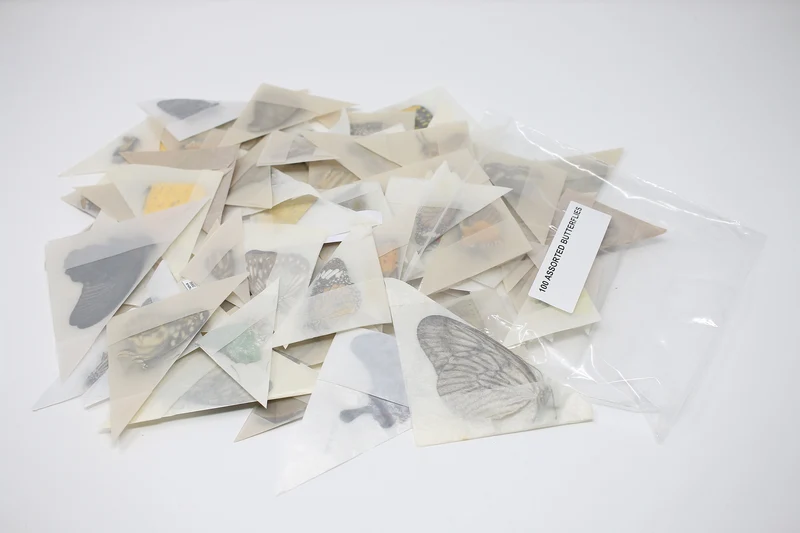 SPECIAL OFFER 150 Mixed Various Assorted Thai Butterflies A1 Unmounted Specimens 2025