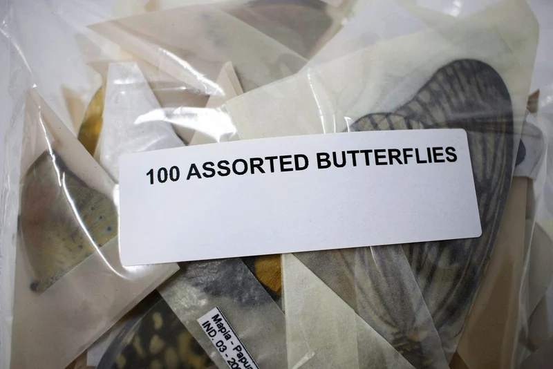 SPECIAL OFFER 150 Mixed Various Assorted Thai Butterflies A1 Unmounted Specimens 2025