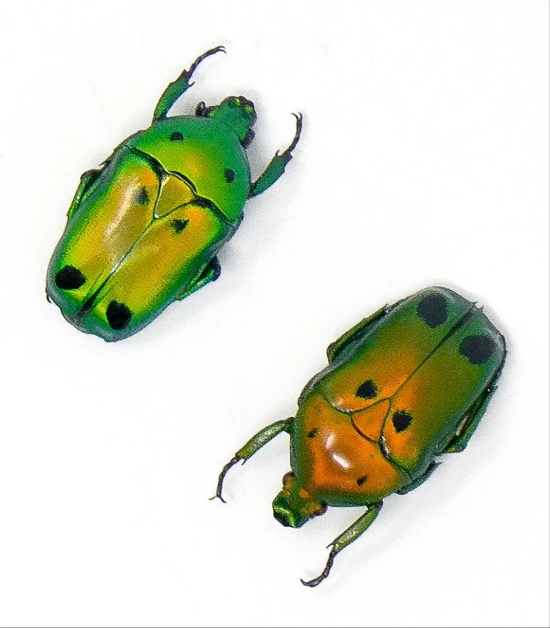 25 Heterorrhina sexmaculata Beetle Specimen | A1 Quality | Dry-Preserved CETONIINAE (wholesale)