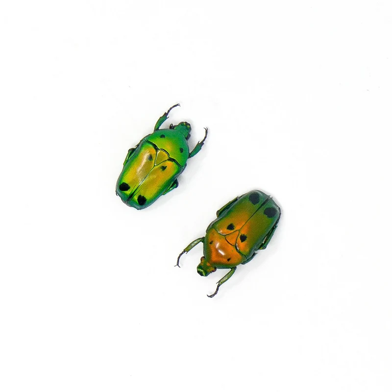 25 Heterorrhina sexmaculata Beetle Specimen | A1 Quality | Dry-Preserved CETONIINAE (wholesale)