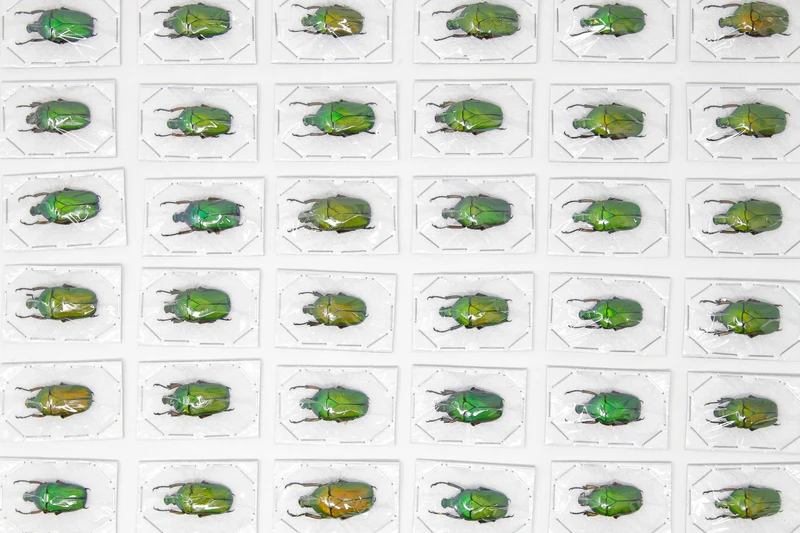 Green Flower Beetles (Euchloropus laetus) A1 Unmounted Specimens