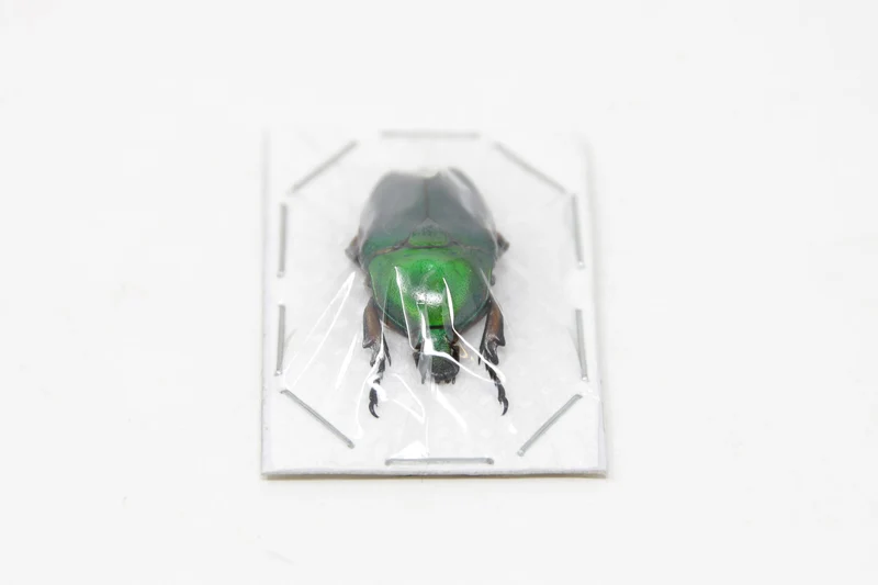 Green Flower Beetles (Euchloropus laetus) A1 Unmounted Specimens