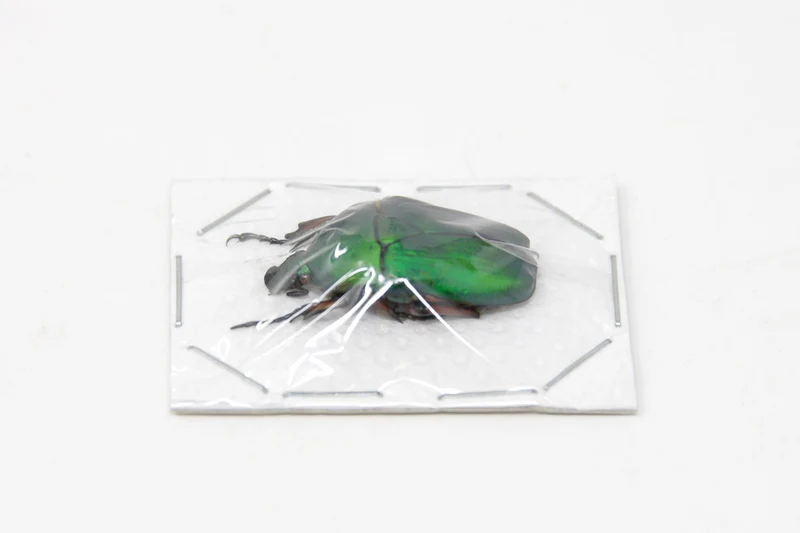 Green Flower Beetles (Euchloropus laetus) A1 Unmounted Specimens