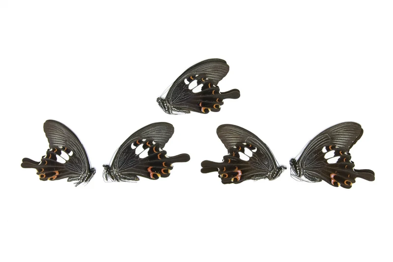 Five (5) The Red Helen, Papilio helenus, Unmounted Papered Butterflies, Specimens for Collecting, Art, Entomology