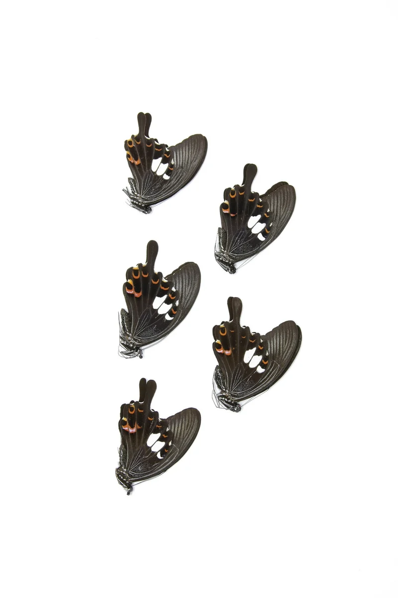 Five (5) The Red Helen, Papilio helenus, Unmounted Papered Butterflies, Specimens for Collecting, Art, Entomology