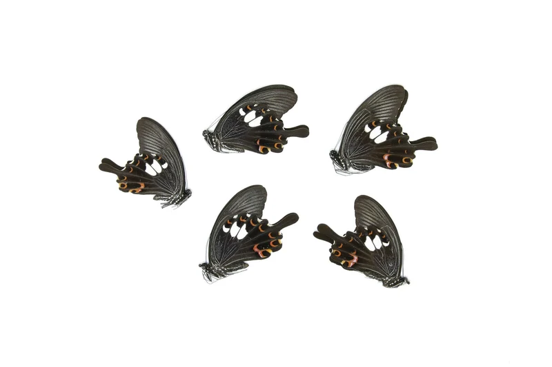 Five (5) The Red Helen, Papilio helenus, Unmounted Papered Butterflies, Specimens for Collecting, Art, Entomology
