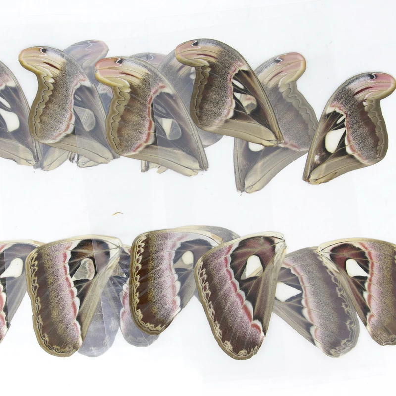 100 Sheets of Laminated Atlas Moths Wings (Attacus atlas) 100 Moths Bulk Wholesale