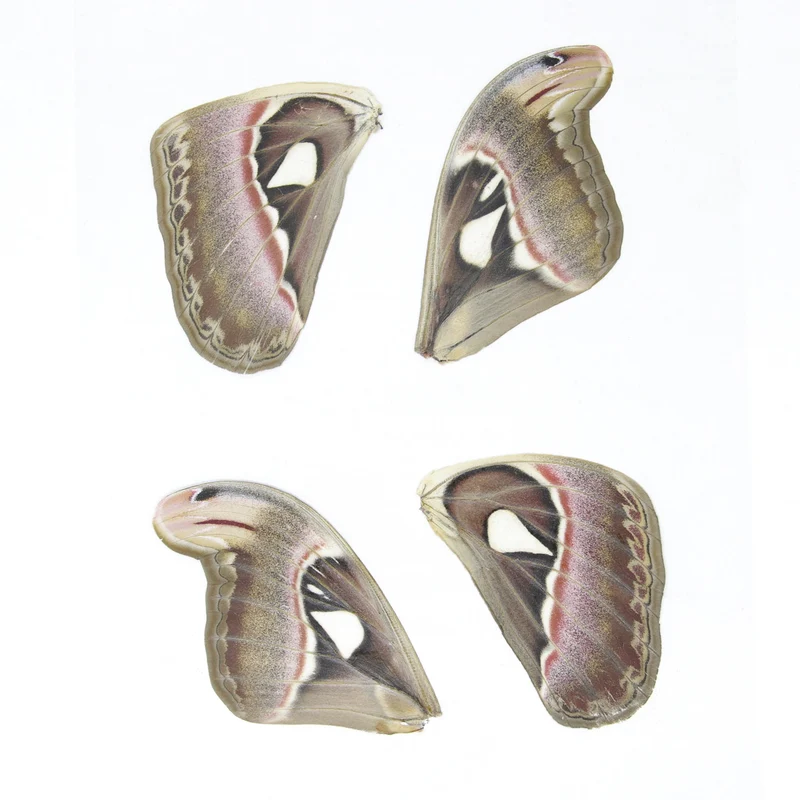 100 Sheets of Laminated Atlas Moths Wings (Attacus atlas) 100 Moths Bulk Wholesale