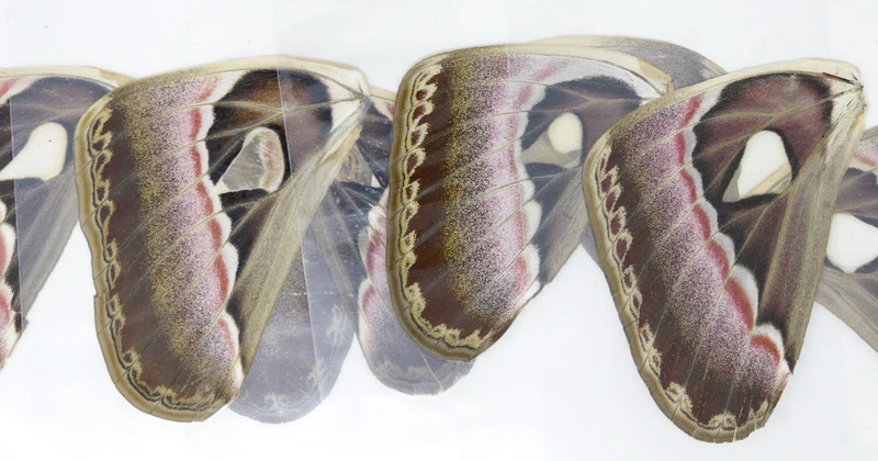 100 Sheets of Laminated Atlas Moths Wings (Attacus atlas) 100 Moths Bulk Wholesale