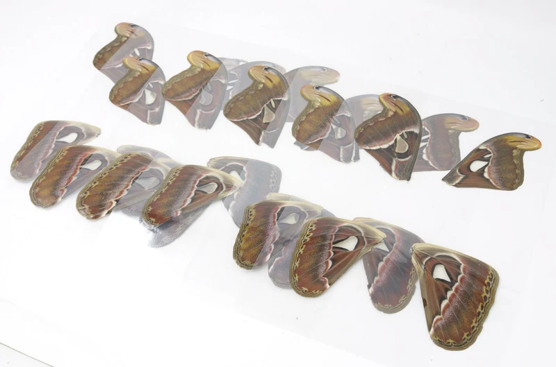100 Sheets of Laminated Atlas Moths Wings (Attacus atlas) 100 Moths Bulk Wholesale