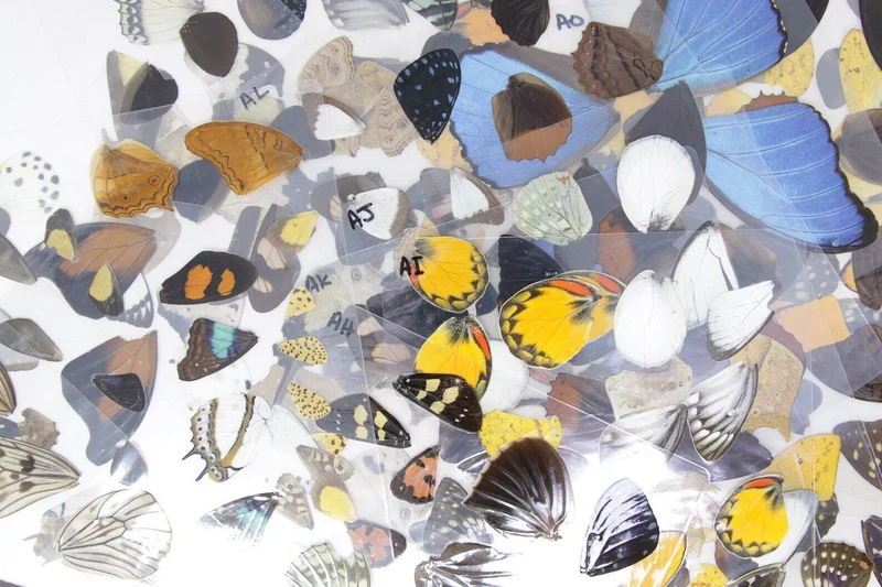 Butterfly Wings SET OF 3 Glossy Laminated Sheets Real Ethically Sourced Specimens Moths Butterflies Wings for Art -- (Pack of 3 Assorted)