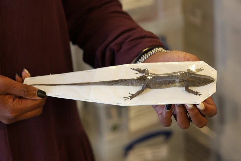10 Eutropis multifasciata Sun Skinks | A1 Quality | Dry-Preserved SPECIMENS | wholesale