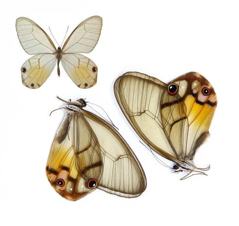 Two (2) Clearwing Amber Phantom Butterflies (Haetera piera) A1 Unmounted Specimens