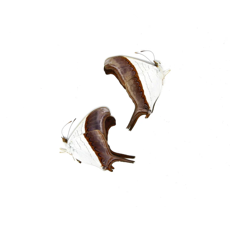 2 x Waiter Daggerwing Butterflies | Marpesia zerynthia | Dry-Preserved Unmounted Butterfly Specimens A1