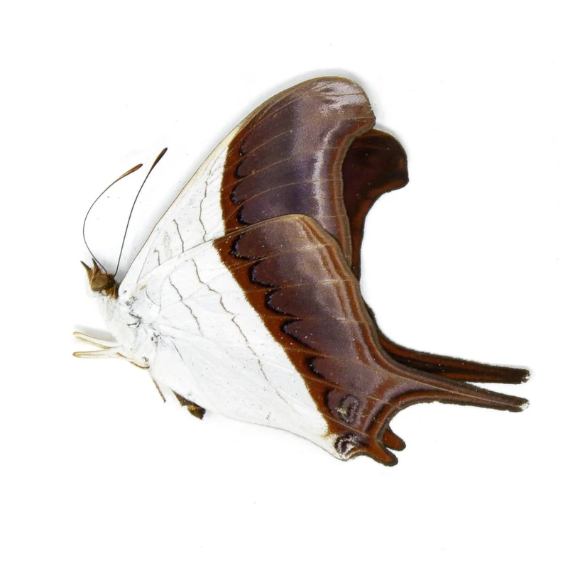 2 x Waiter Daggerwing Butterflies | Marpesia zerynthia | Dry-Preserved Unmounted Butterfly Specimens A1