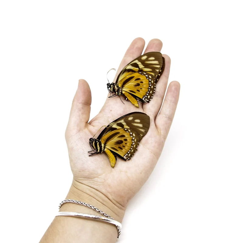 10 x The Orange Mimic-Swallowtail (Papilio zagreus) A1 Unmounted Specimens (Wholesale)
