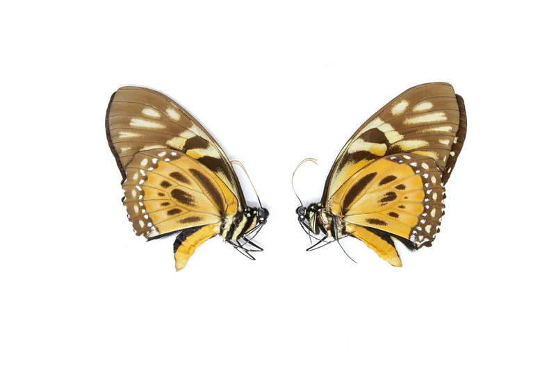 10 x The Orange Mimic-Swallowtail (Papilio zagreus) A1 Unmounted Specimens (Wholesale)