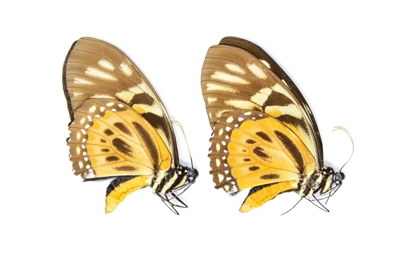 10 x The Orange Mimic-Swallowtail (Papilio zagreus) A1 Unmounted Specimens (Wholesale)