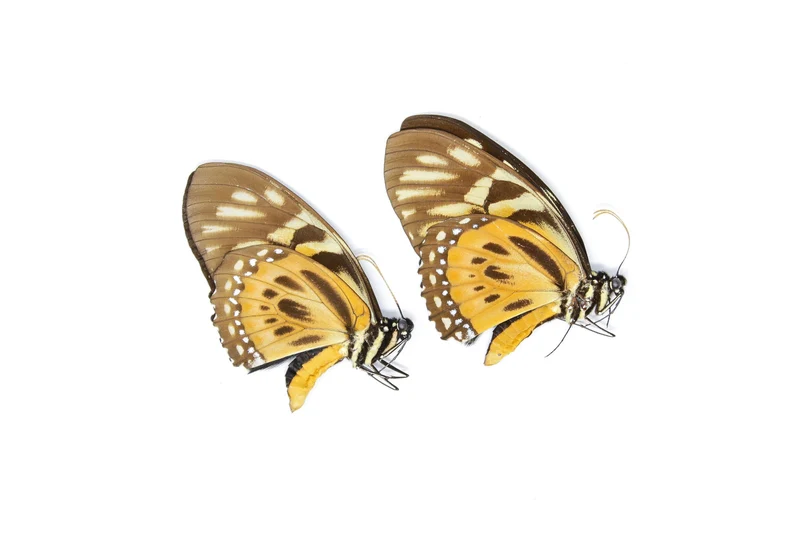 10 x The Orange Mimic-Swallowtail (Papilio zagreus) A1 Unmounted Specimens (Wholesale)