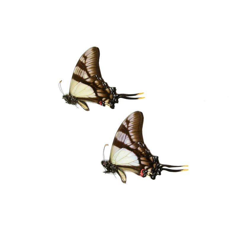 10 x Serville Kite Swallowatil | Eurytides serville | Dry-Preserved Unmounted Butterfly Specimens A1 (Wholesale)