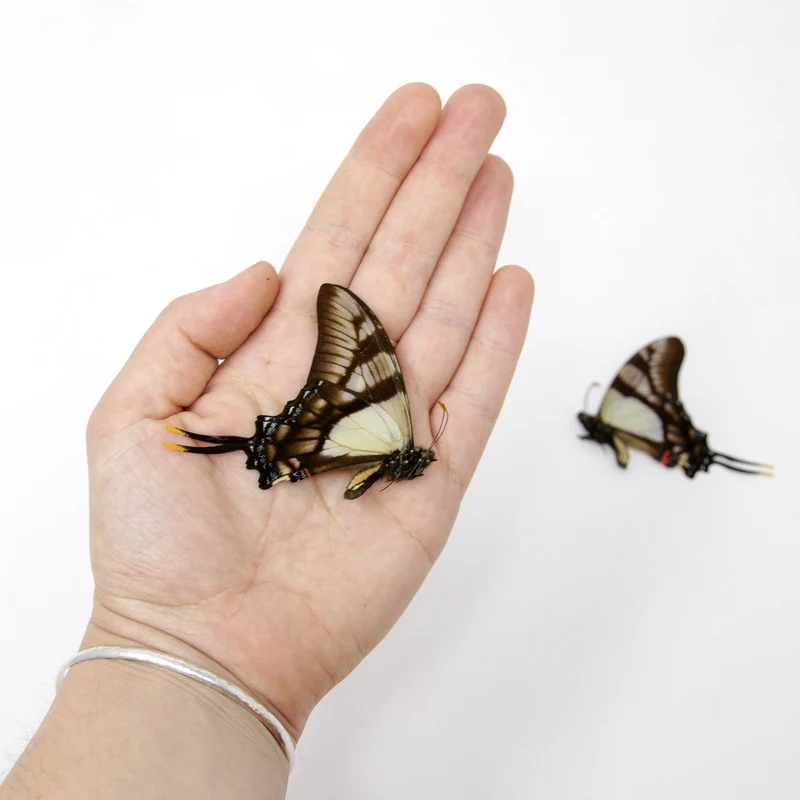 10 x Serville Kite Swallowatil | Eurytides serville | Dry-Preserved Unmounted Butterfly Specimens A1 (Wholesale)