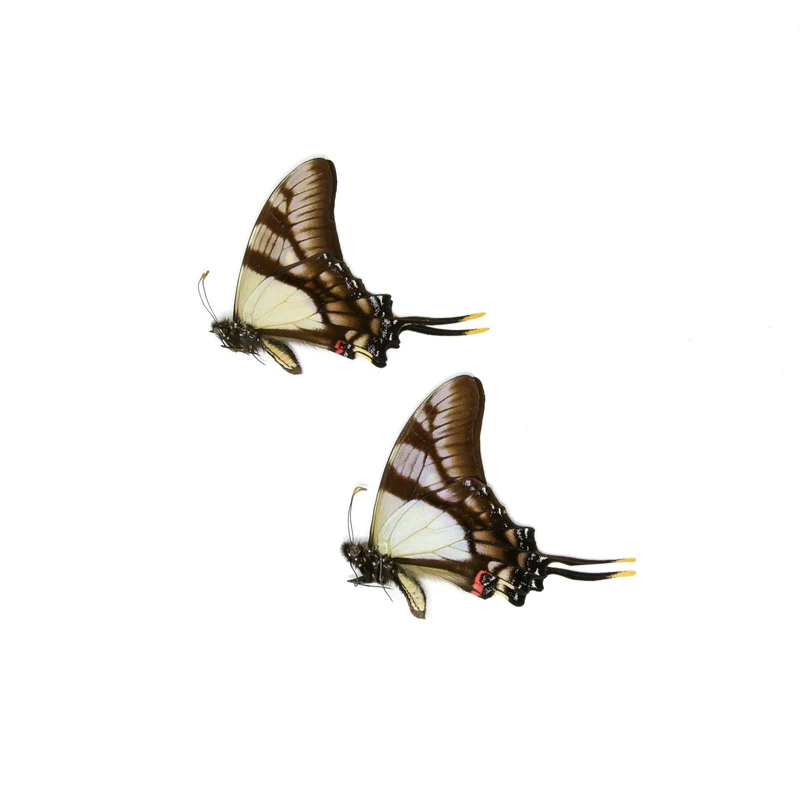 10 x Serville Kite Swallowatil | Eurytides serville | Dry-Preserved Unmounted Butterfly Specimens A1 (Wholesale)