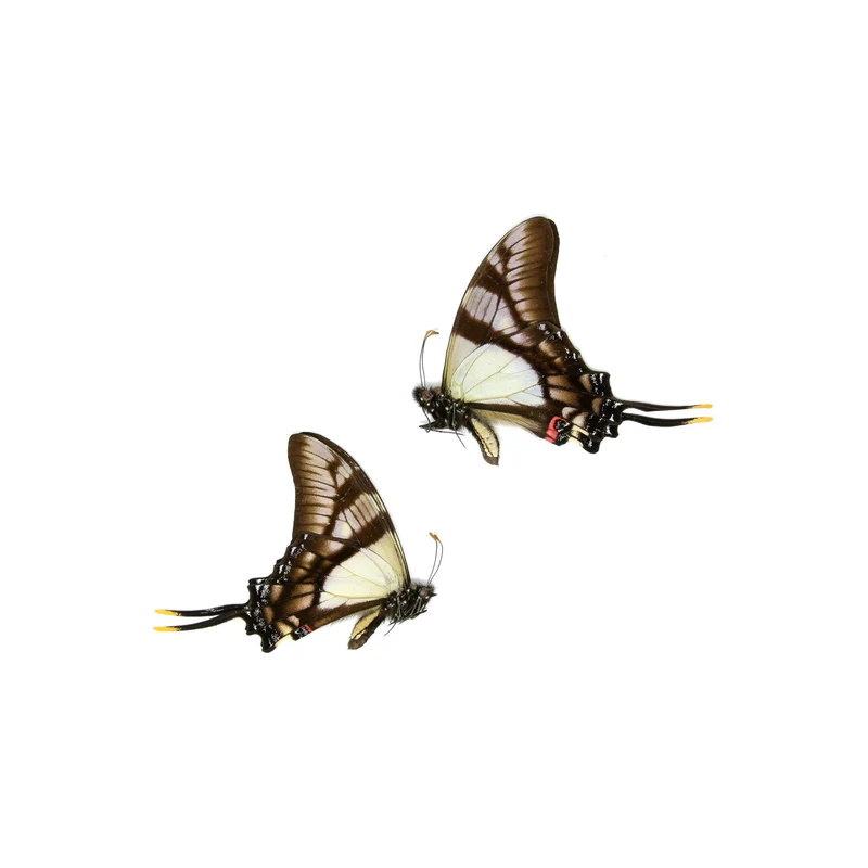 10 x Serville Kite Swallowatil | Eurytides serville | Dry-Preserved Unmounted Butterfly Specimens A1 (Wholesale)