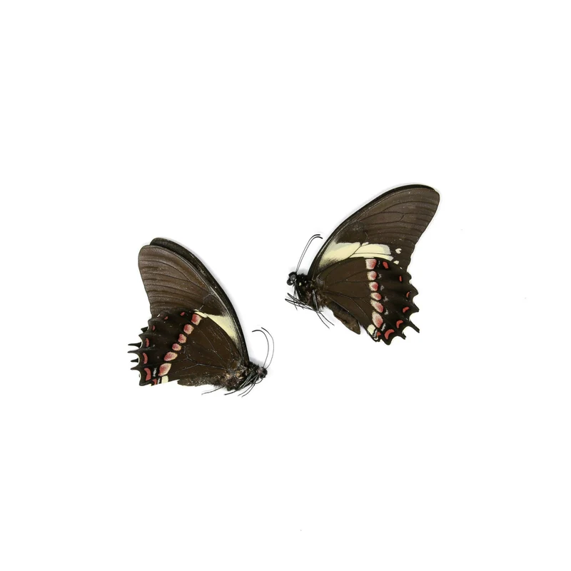 10 x Papilio aristeus bitias | Dry-Preserved Unmounted Butterfly Specimens A1 (Wholesale)