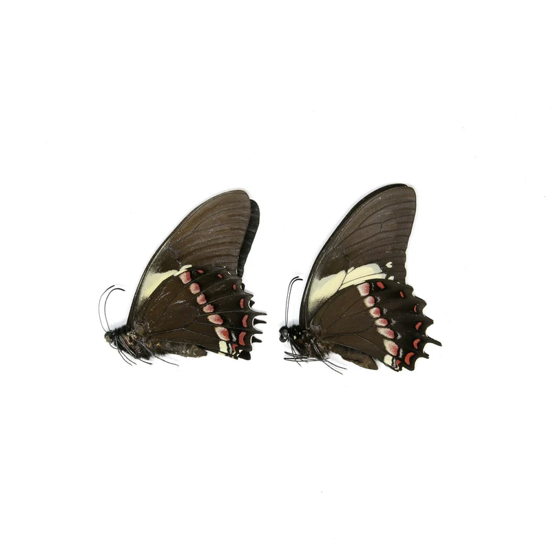 10 x Papilio aristeus bitias | Dry-Preserved Unmounted Butterfly Specimens A1 (Wholesale)