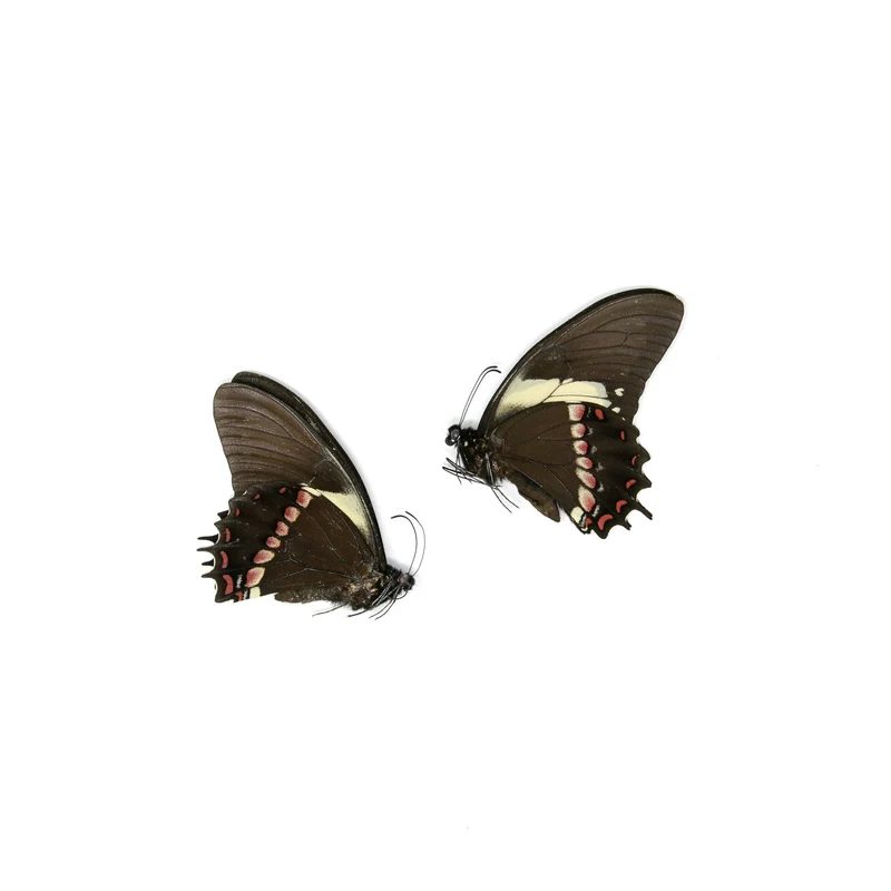 10 x Papilio aristeus bitias | Dry-Preserved Unmounted Butterfly Specimens A1 (Wholesale)