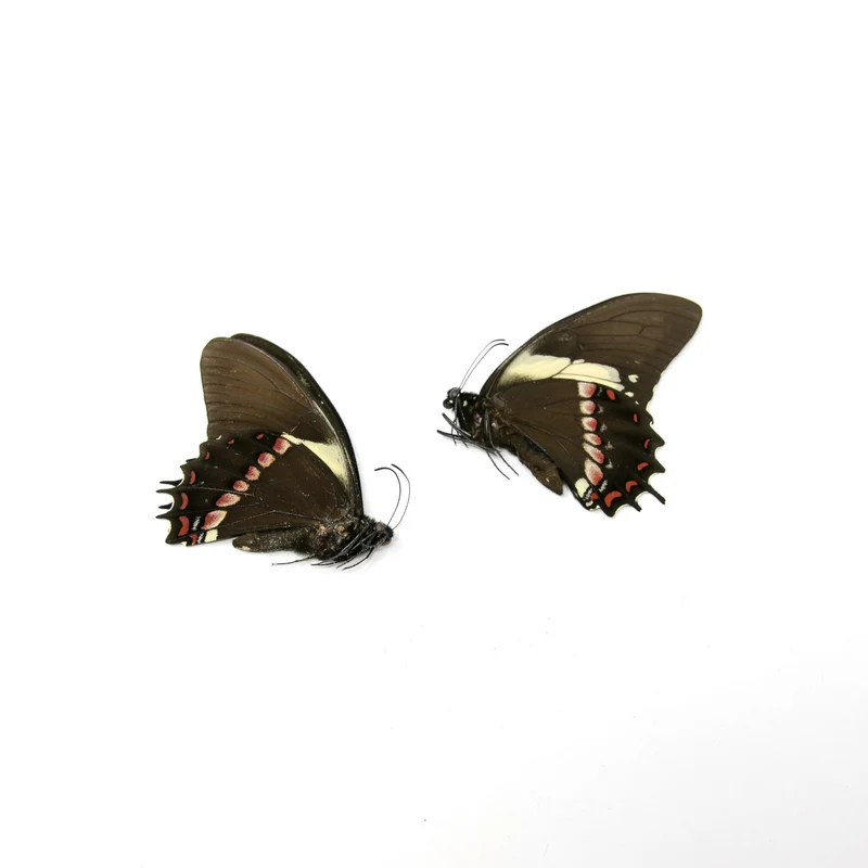 10 x Papilio aristeus bitias | Dry-Preserved Unmounted Butterfly Specimens A1 (Wholesale)