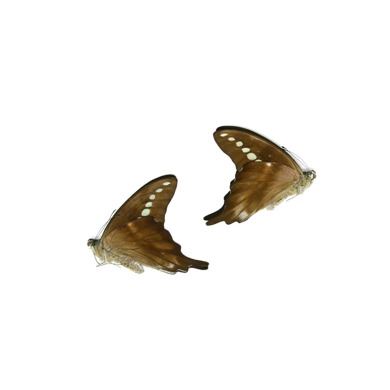 10 x Green Banded Swallowtail | Graphium codrus | Dry-Preserved Unmounted Butterfly Specimens A1 (Wholesale)