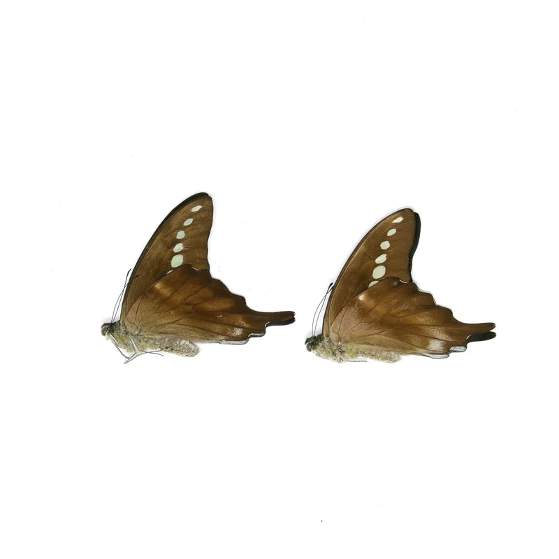 10 x Green Banded Swallowtail | Graphium codrus | Dry-Preserved Unmounted Butterfly Specimens A1 (Wholesale)