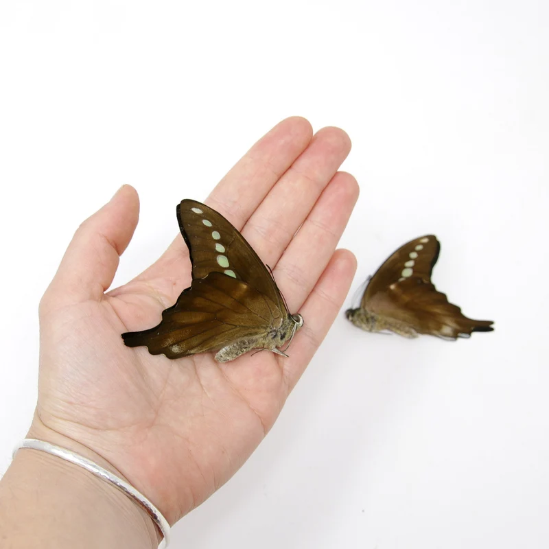 10 x Green Banded Swallowtail | Graphium codrus | Dry-Preserved Unmounted Butterfly Specimens A1 (Wholesale)