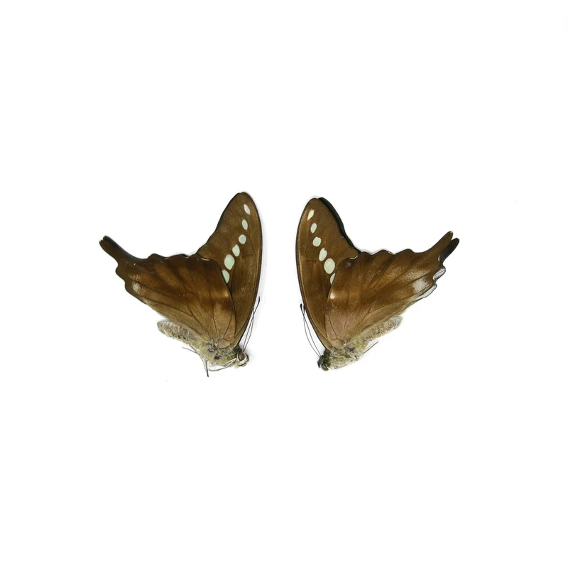 10 x Green Banded Swallowtail | Graphium codrus | Dry-Preserved Unmounted Butterfly Specimens A1 (Wholesale)