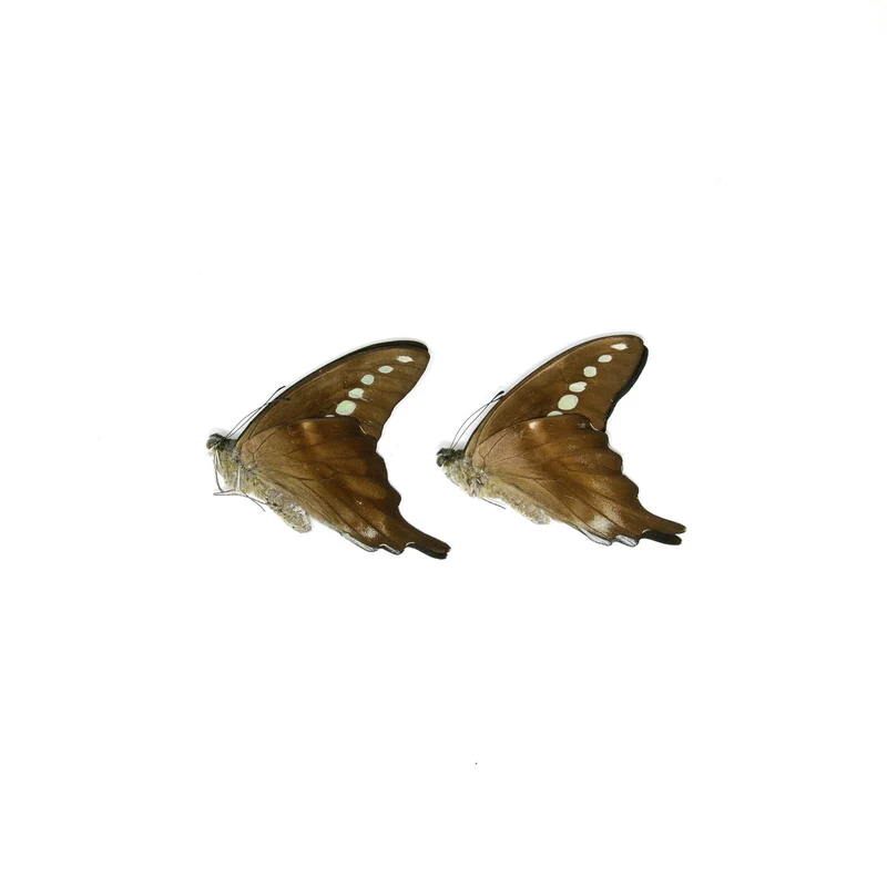 10 x Green Banded Swallowtail | Graphium codrus | Dry-Preserved Unmounted Butterfly Specimens A1 (Wholesale)