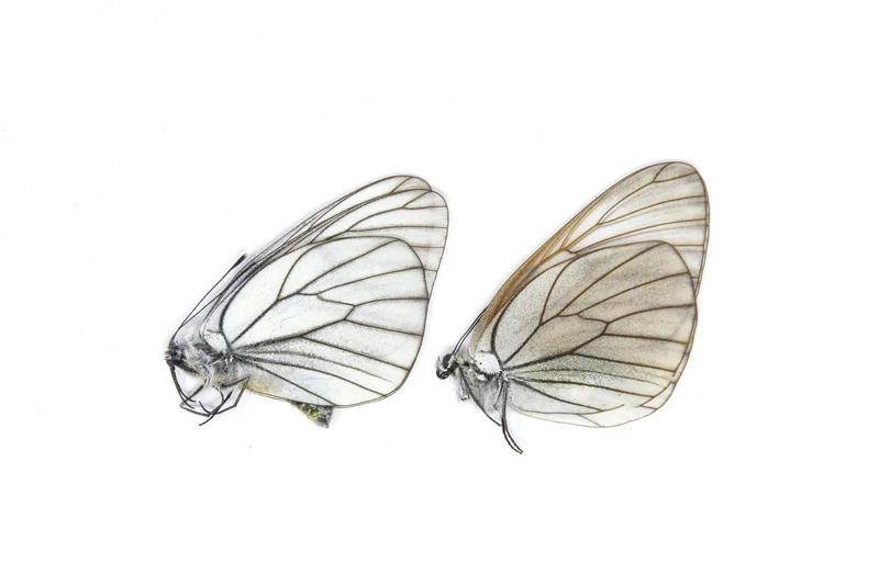 10 x Aporia crataegi | PAIR Black-Veined Whites | A1 Unmounted Specimen (Wholesale)