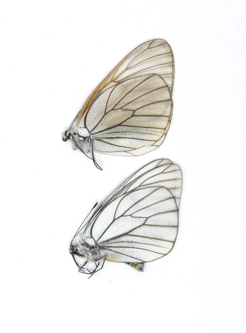 10 x Aporia crataegi | PAIR Black-Veined Whites | A1 Unmounted Specimen (Wholesale)