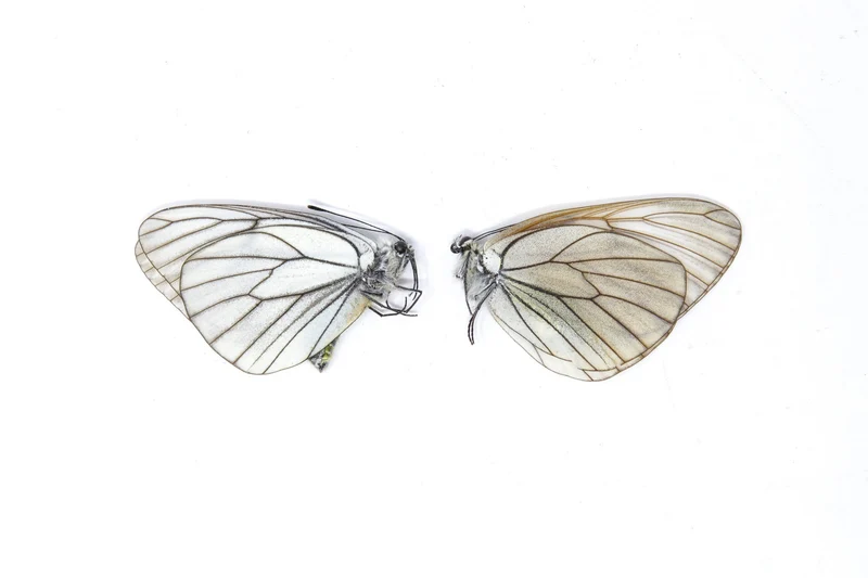 10 x Aporia crataegi | PAIR Black-Veined Whites | A1 Unmounted Specimen (Wholesale)