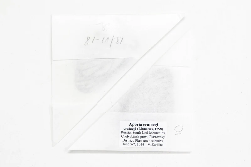 10 x Aporia crataegi | PAIR Black-Veined Whites | A1 Unmounted Specimen (Wholesale)
