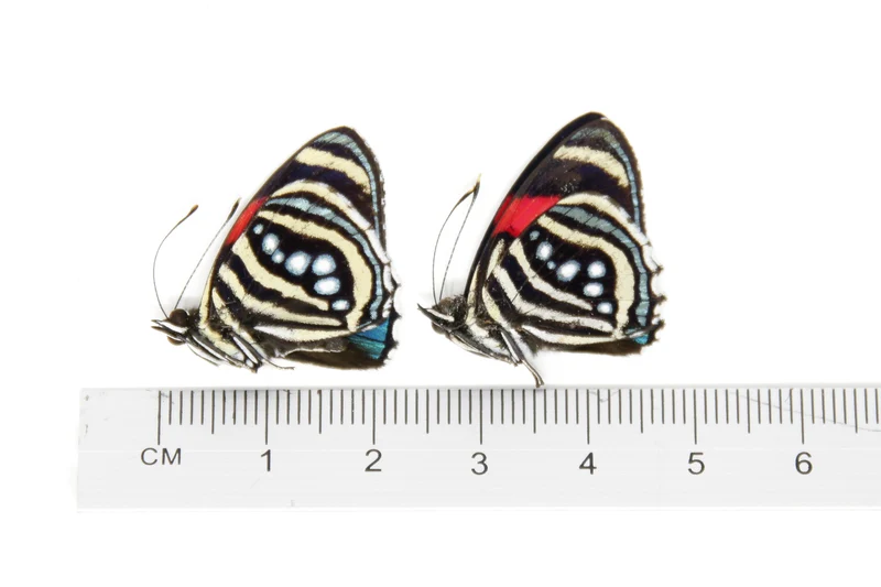 TWO (2) Callicore hesperis | The Hesperis Eighty-Eight | Dry-preserved Butterfly Specimens