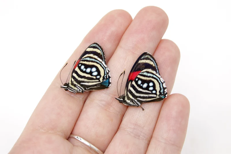 TWO (2) Callicore hesperis | The Hesperis Eighty-Eight | Dry-preserved Butterfly Specimens