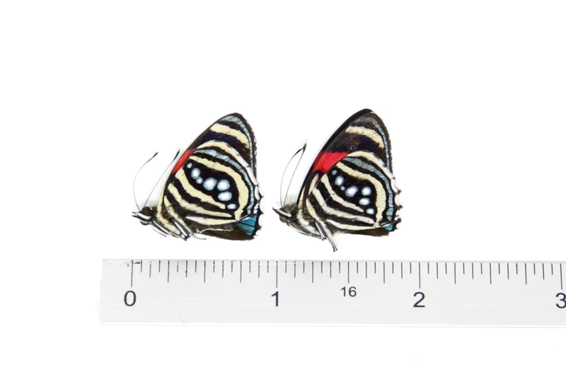 TWO (2) Callicore hesperis | The Hesperis Eighty-Eight | Dry-preserved Butterfly Specimens