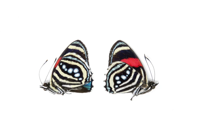 TWO (2) Callicore hesperis | The Hesperis Eighty-Eight | Dry-preserved Butterfly Specimens