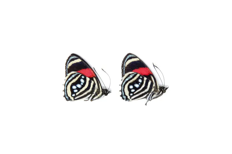 TWO (2) Callicore hesperis | The Hesperis Eighty-Eight | Dry-preserved Butterfly Specimens