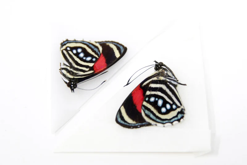TWO (2) Callicore hesperis | The Hesperis Eighty-Eight | Dry-preserved Butterfly Specimens